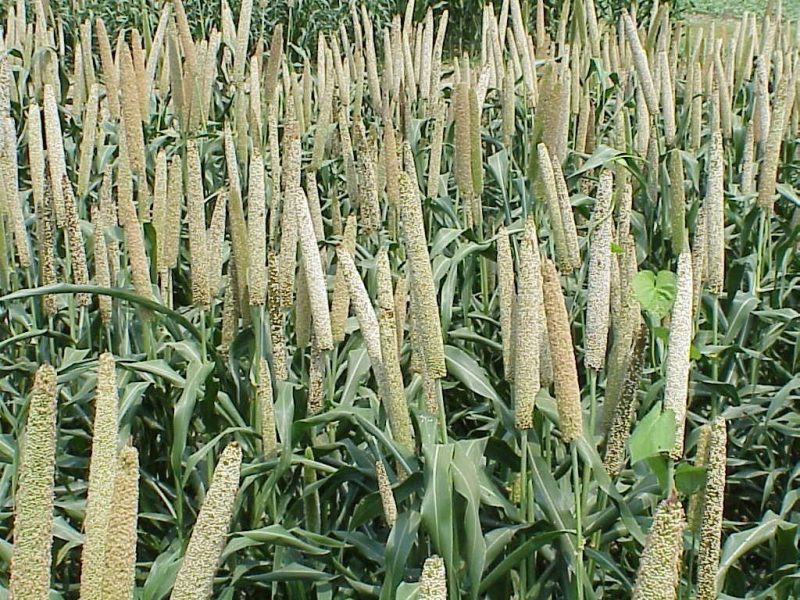 बाजरा के विभिन्न प्रकार: हिंदी नाम और पहचान