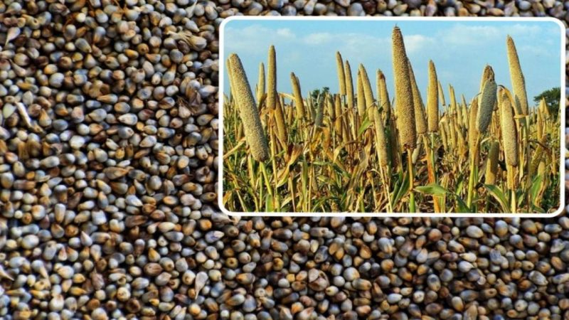 बाजरा की खेती: हिंदी में जानकारी