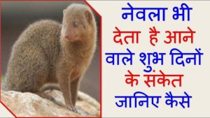 mongoose meaning in hindi 3