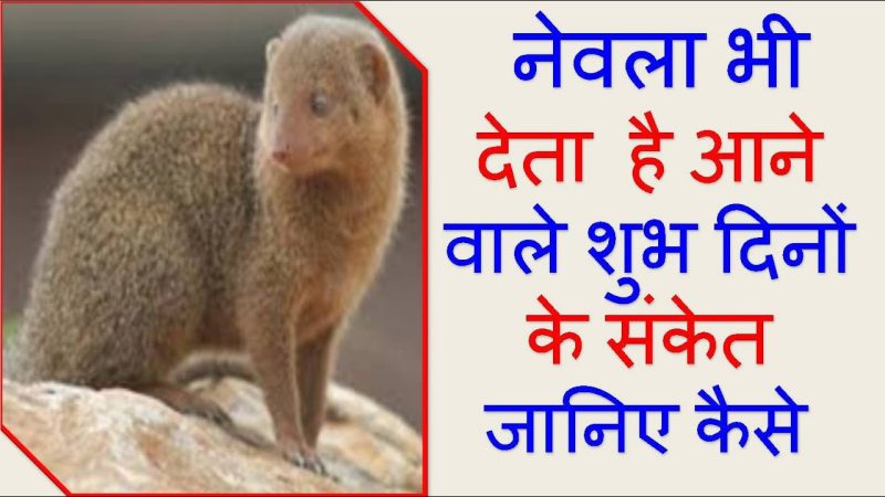 नेवला का महत्व: संस्कृति, साहित्य और प्रतीकवाद