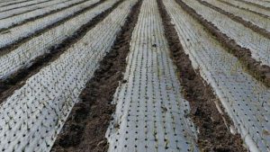 mulching meaning in hindi 1