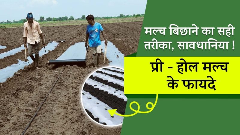 मल्चिंग कैसे करें: एक चरणदरचरण मार्गदर्शिका (सही मल्च का चुनाव और लगाने का तरीका)