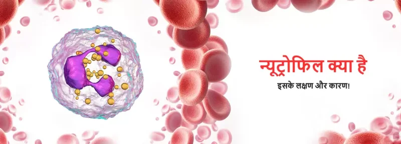 हिंदी में न्यूट्रोफिल का अर्थ (Hindi Mein Neutrophils Ka Arth)