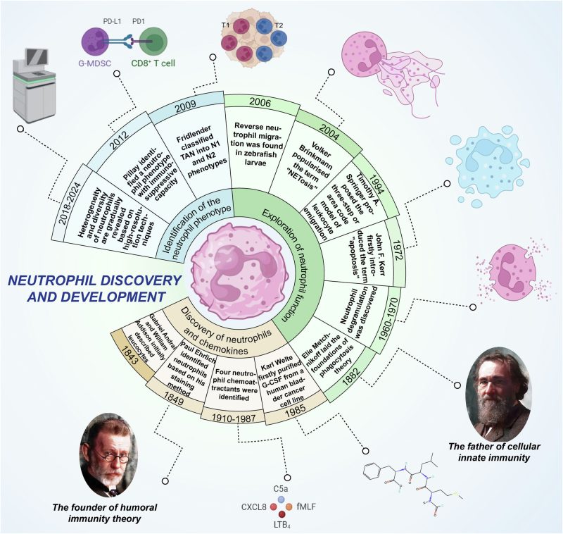 न्यूट्रोफिल और प्रतिरक्षा प्रणाली (Neutrophils Aur Prati Raksha Pranali)