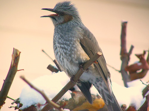 बुलबुल का हिंदी में अर्थ: एक व्यापक व्याख्या (Bulbul ka Hindi mein Arth: Ek Vyapak Vyakhya)