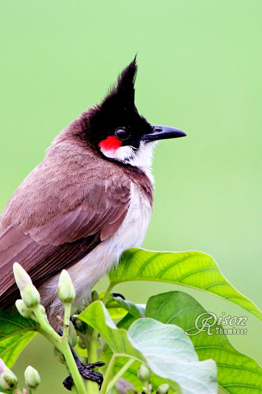 बुलबुल: साहित्यिक और सांस्कृतिक महत्व (Bulbul: Sahityik aur Sanskritik Mahatva)