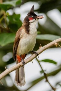 nightingale meaning in hindi 3