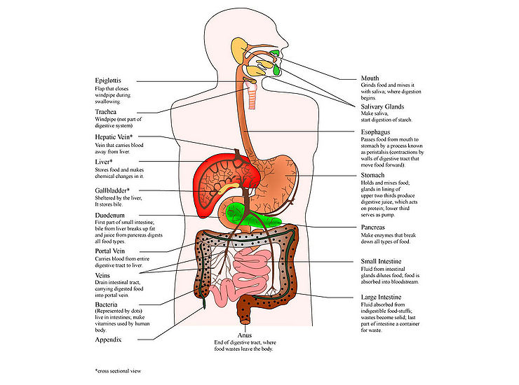 Oesophagus Meaning In Hindi: ग्रासनली क्या है? कार्य, रोग, उपचार और लक्षण 7 ग्रासनली क्या है? संरचना और कार्य (Grasanali kya hai? Sanrachna aur karya)
