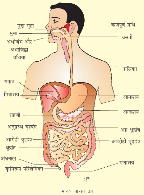 Oesophagus Meaning In Hindi: ग्रासनली क्या है? कार्य, रोग, उपचार और लक्षण 8 ग्रासनली का स्थान और पाचन तंत्र में भूमिका (Grasanali ka sthan aur pachan tantra mein bhumika)
