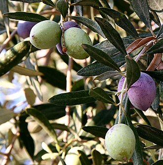 olive meaning in hindi - Hình 3