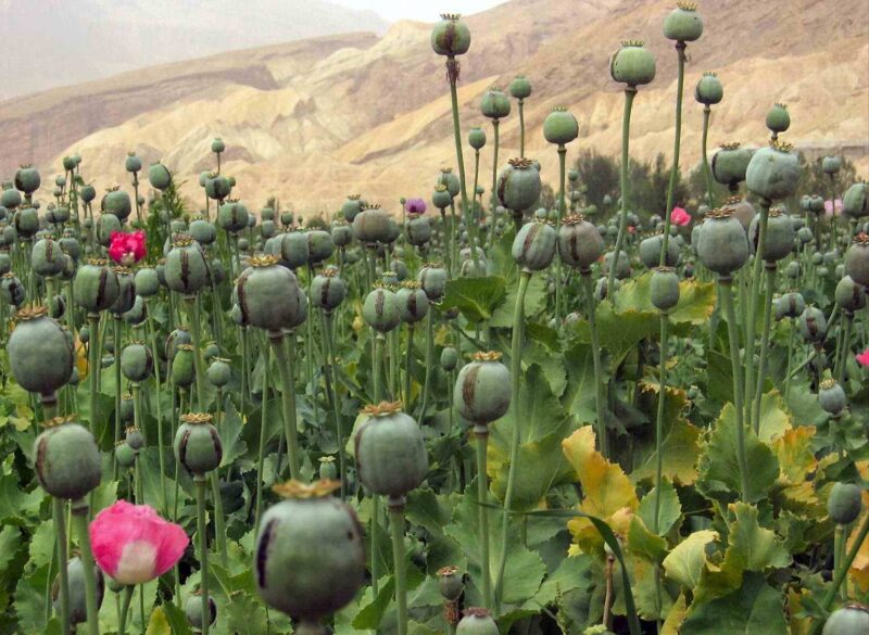 opium meaning in hindi - Hình 2