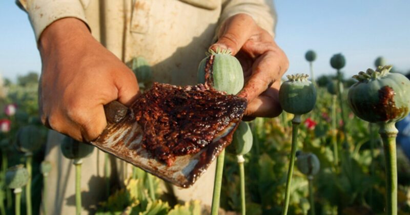 opium meaning in hindi - Hình 4