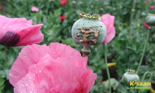 opium meaning in hindi - Hình 5