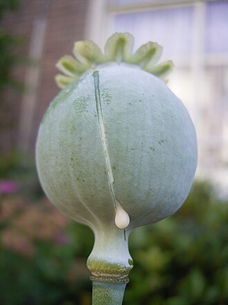 opium meaning in hindi - Hình 1
