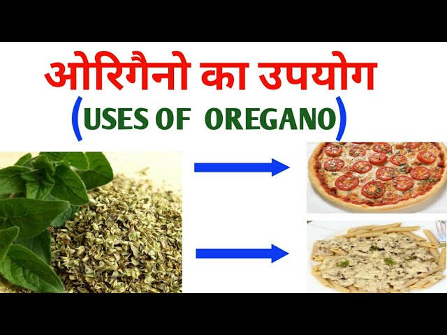 ऑरेगैनो: एक परिचय (Oregano: Ek Parichay)