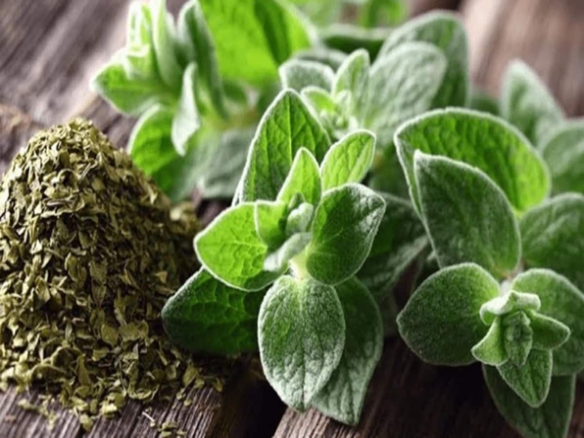 ऑरेगैनो के स्वास्थ्य लाभ (Oregano ke Swasthya Labh)