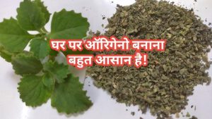 oregano meaning in hindi 5