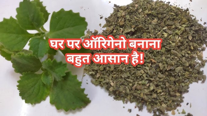 ऑरेगैनो का उपयोग करते समय सावधानियां (Oregano ka upyog karte samay savdhaniyan)
