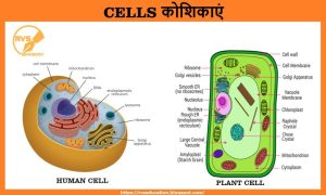 organism meaning in hindi 2
