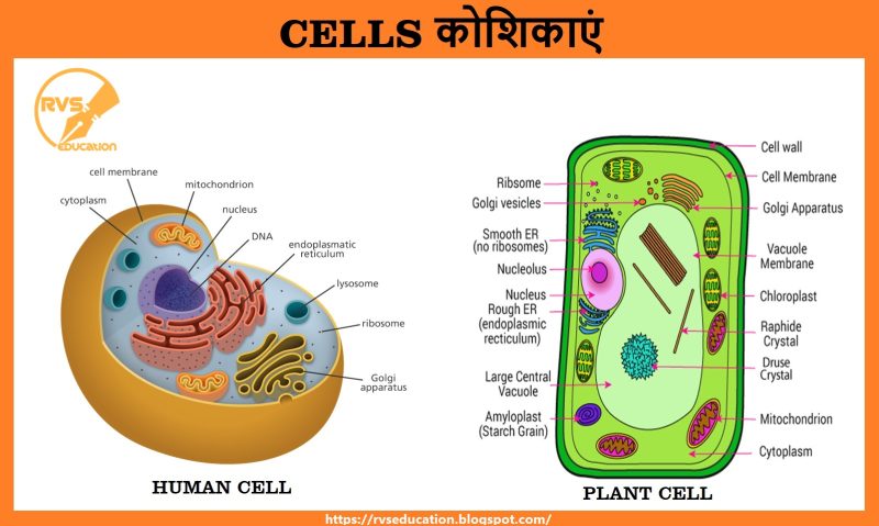 विभिन्न प्रकार के Organism: एक विस्तृत वर्गीकरण (एक विस्तृत वर्गीकरण)
