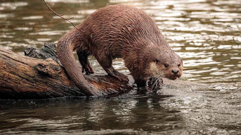 otter meaning in hindi 1