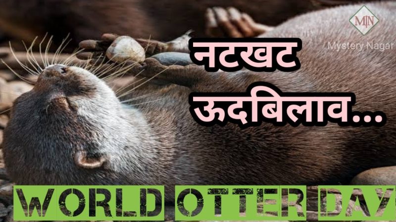 ऊदबिलाव: जीव विज्ञान और व्यवहार  वैज्ञानिक विवरण: ऊदबिलाव एक दिलचस्प जानवर है, और यह खंड उसके जीव विज्ञान और व्यवहार का पता लगाएगा, जिसमें उसकी आहार संबंधी आदतें, सामाजिक संरचना और प्रजनन रणनीतियाँ शामिल हैं।
