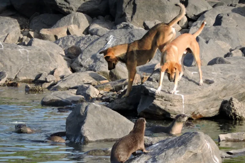 ऊदबिलाव के संरक्षण की स्थिति  खतरे और प्रयास: ऊदबिलाव को कई खतरों का सामना करना पड़ता है, और यह खंड उसकी संरक्षण स्थिति और उसे बचाने के प्रयासों का पता लगाएगा।