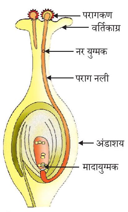 अंडाशय के स्वास्थ्य को बनाए रखने के लिए आहार और जीवनशैली युक्तियाँ