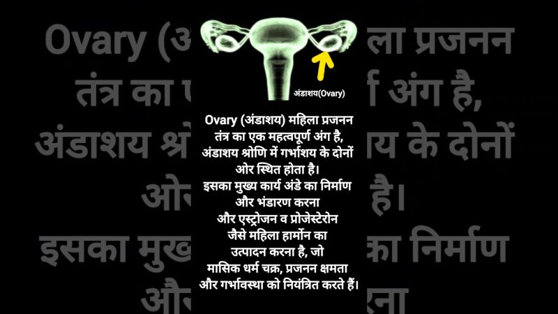 अंडाशय और प्रजनन क्षमता: संबंध और प्रभाव  Andashay aur Prajanan Kshamta: Sambandh aur Prabhav