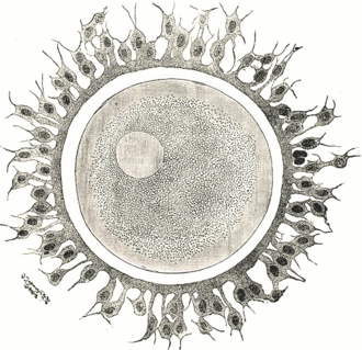 ovum meaning in hindi - Hình 2