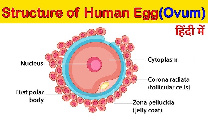 ovum meaning in hindi - Hình 3