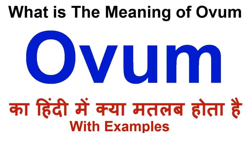 ovum meaning in hindi - Hình 4