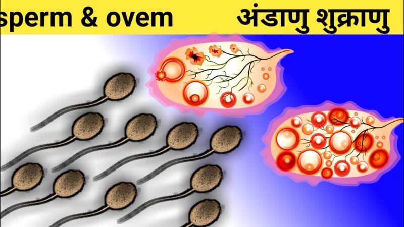 ovum meaning in hindi - Hình 5