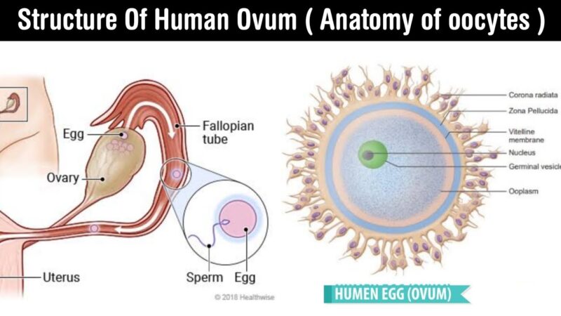 ovum meaning in hindi - Hình 1