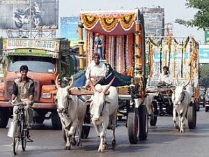 oxen meaning in hindi 1