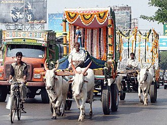oxen meaning in hindi 1