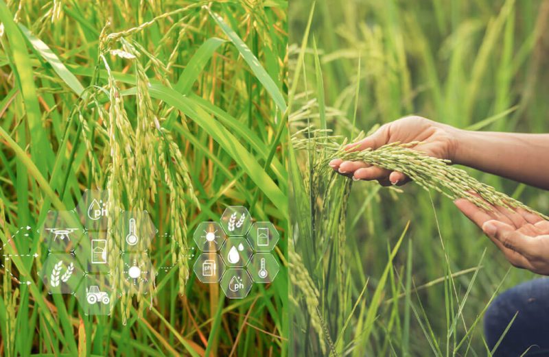 paddy meaning in hindi 1
