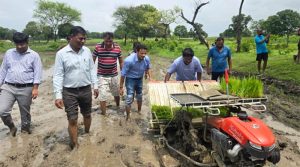 paddy meaning in hindi 2