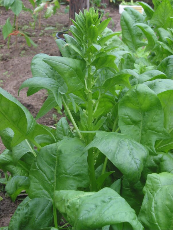 palak meaning in hindi - Hình 2