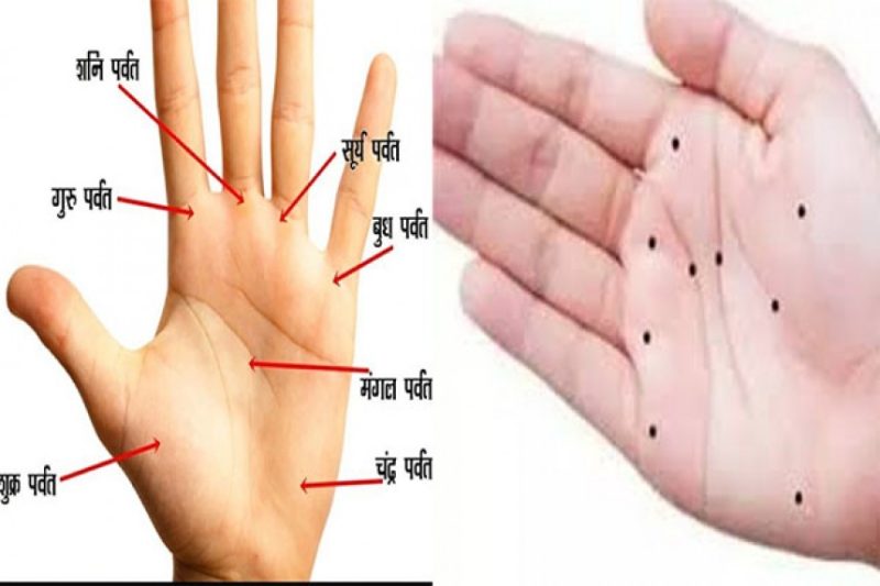 palm meaning in hindi 2