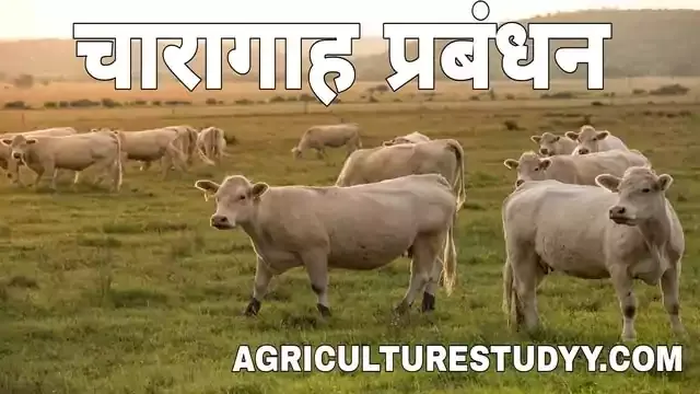 चरागाह के प्रकार और संबंधित शब्द