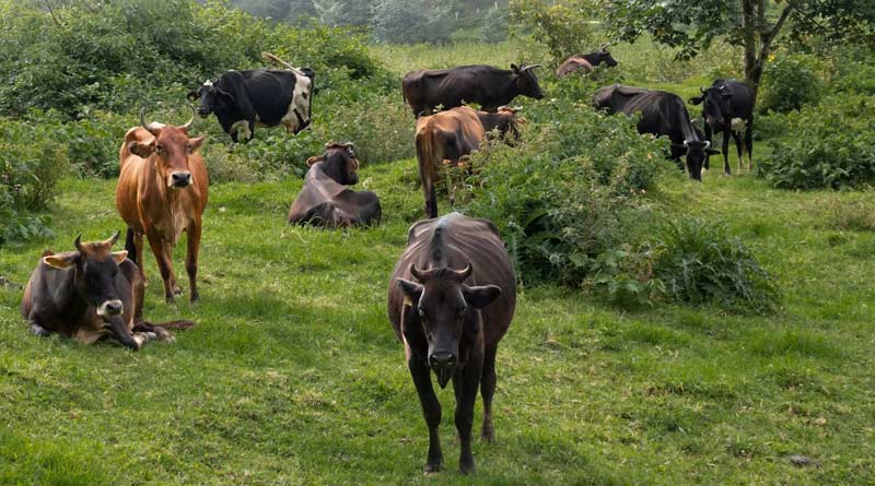 कृषि और पर्यावरण में चरागाह का महत्व