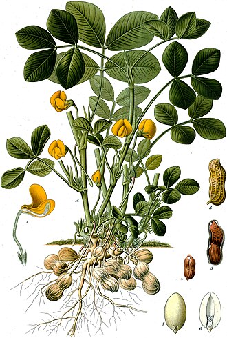 peanut meaning in hindi - Hình 2