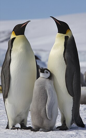 penguin meaning in hindi - Hình 4