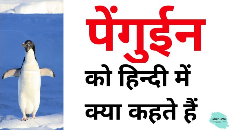 penguin meaning in hindi - Hình 1
