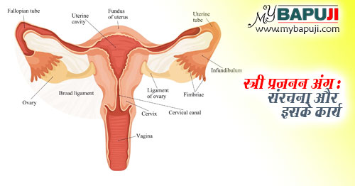 पेनिस के कार्य: मूत्र त्याग, प्रजनन और यौन क्रिया
