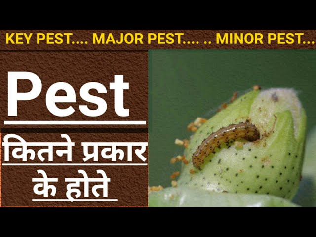 pest meaning in hindi - Hình 2