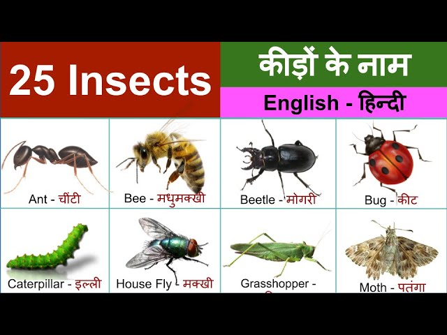 pest meaning in hindi - Hình 4
