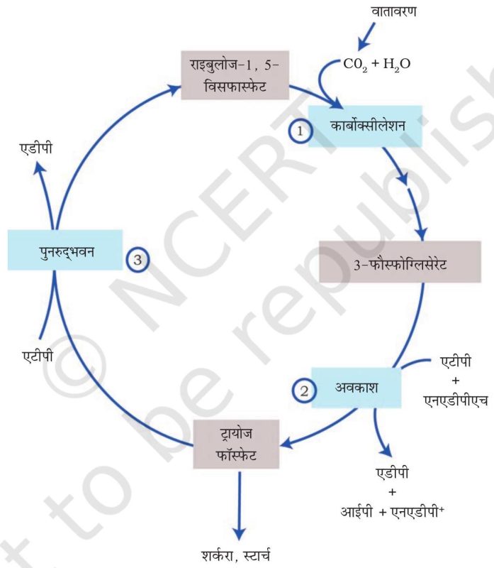 Photosynthesis Meaning In Hindi: प्रकाश संश्लेषण क्या है? प्रक्रिया, महत्व और कारक 9 प्रकाश संश्लेषण की प्रक्रिया: चरण दर चरण विवरण