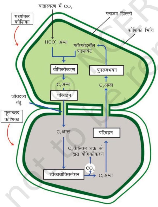 Photosynthesis Meaning In Hindi: प्रकाश संश्लेषण क्या है? प्रक्रिया, महत्व और कारक 13 प्रकाश संश्लेषण के प्रकार: C3, C4, और CAM मार्ग